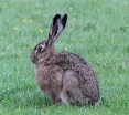 Найцікавіші факти про зайців - Про цікаве